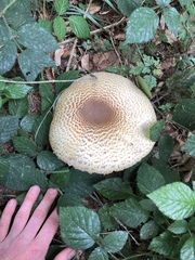 Agaricus augustus
