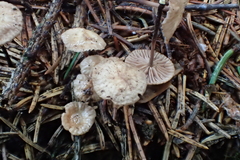 Paragymnopus perforans