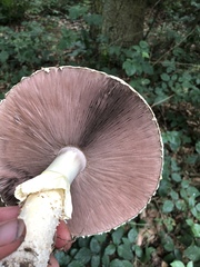 Agaricus augustus