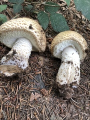 Agaricus augustus