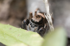 Habronattus oregonensis