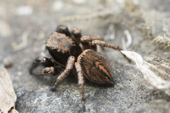 Habronattus oregonensis