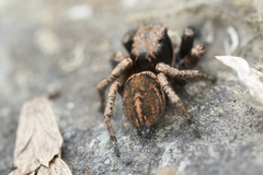 Habronattus oregonensis