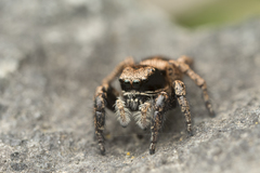 Habronattus oregonensis
