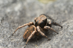Habronattus oregonensis