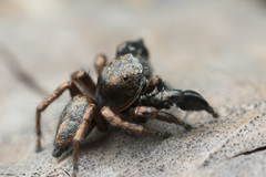 Habronattus oregonensis