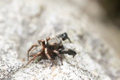 Habronattus oregonensis