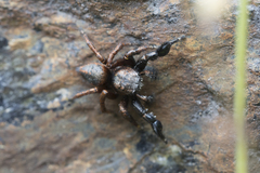 Habronattus oregonensis