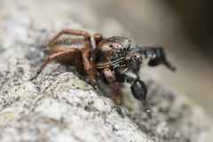 Habronattus oregonensis