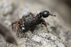 Habronattus oregonensis