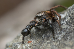 Habronattus oregonensis