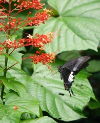 Papilio iswara