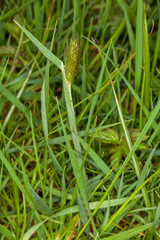 Alopecurus pratensis