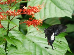 Papilio iswara