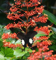 Papilio iswara