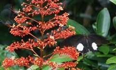 Papilio iswara