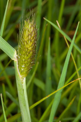 Alopecurus pratensis