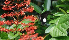 Papilio iswara