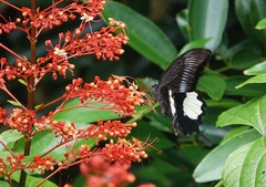 Papilio iswara