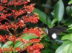 Papilio iswara