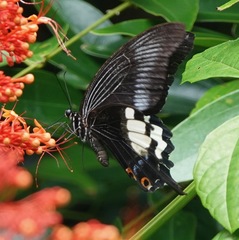Papilio iswara
