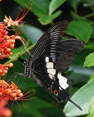 Papilio iswara