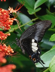 Papilio iswara