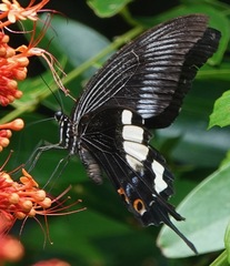 Papilio iswara