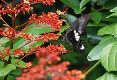 Papilio iswara