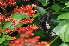 Papilio iswara