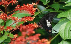 Papilio iswara