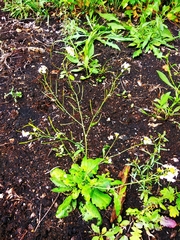 Arabidopsis suecica