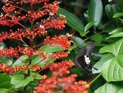 Papilio iswara
