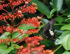 Papilio iswara