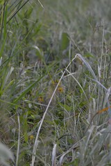 Sus scrofa domesticus
