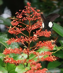 Papilio iswara