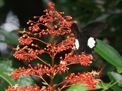 Papilio iswara