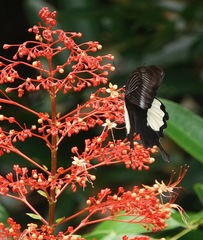 Papilio iswara