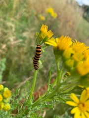 Tyria jacobaeae