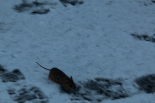 Ryšavka obyčajná (Apodemus sylvaticus)