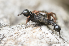 Habronattus oregonensis