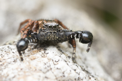 Habronattus oregonensis