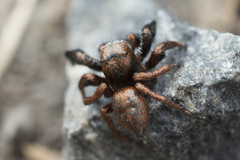 Habronattus oregonensis