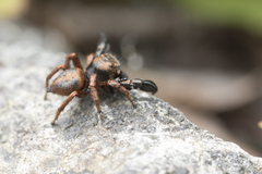 Habronattus oregonensis
