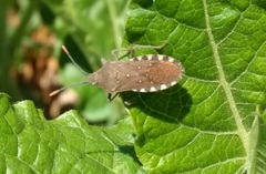 Catorhintha apicalis