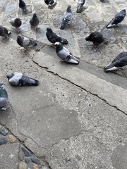 Columba livia domestica