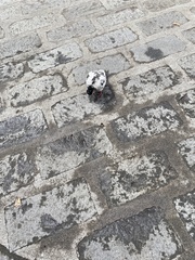 Columba livia domestica