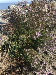 Limonium ramosissimum