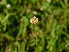 Plantago lanceolata