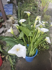 Zantedeschia aethiopica